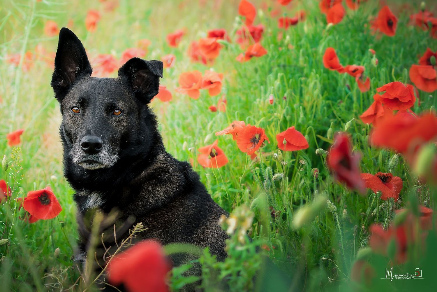 PHOTOGRAPHE CHIEN, CHAT & PORTRAIT  dans le Var (83).
Portrait d'un chien noir dans les coquelicots