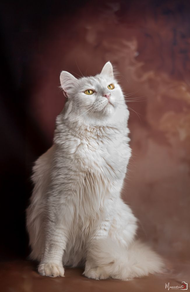 PHOTOGRAPHE DANS LE VAR (83) FORCALQUEIRET (photographe chats) Shooting studio à domicile, chat