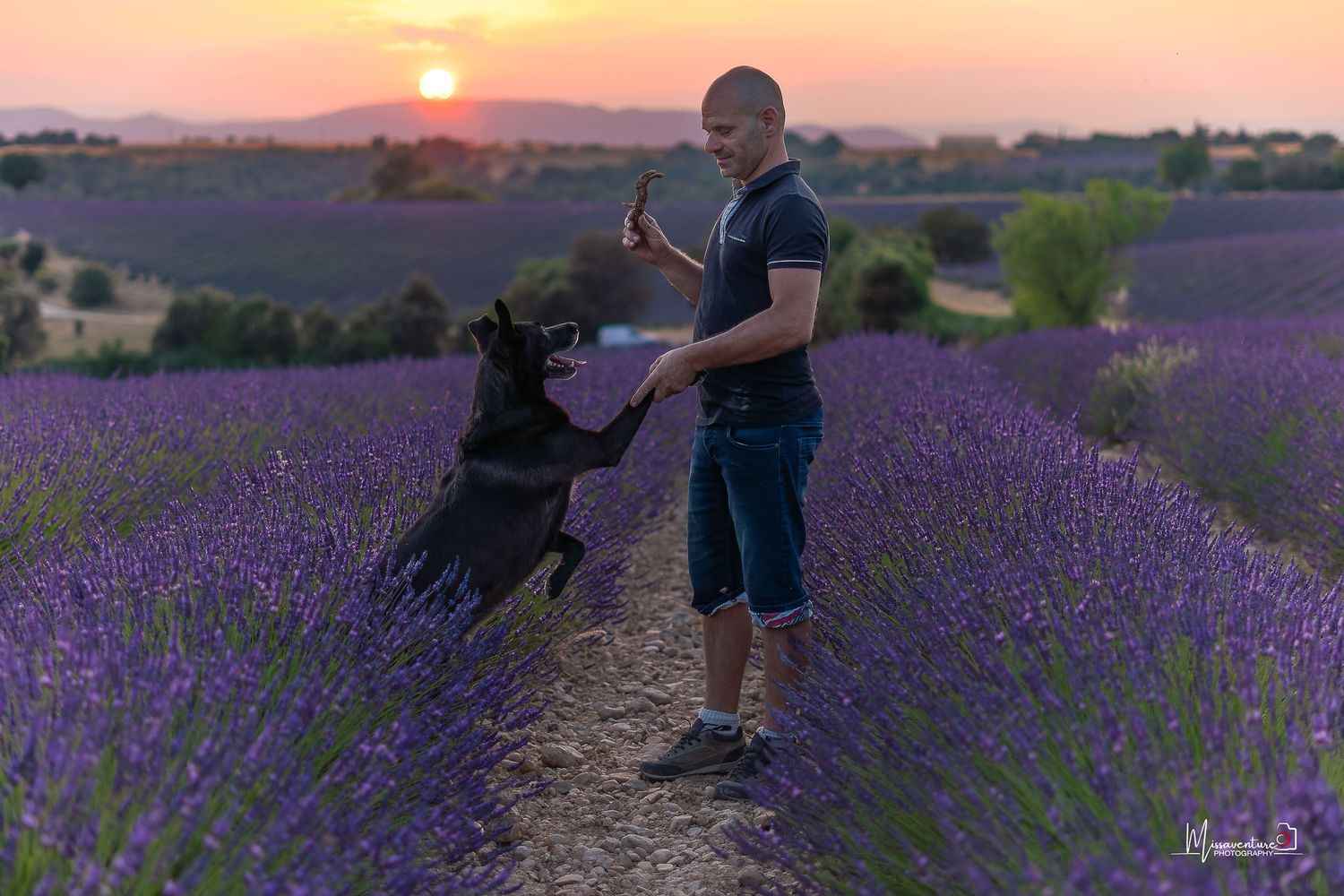 PHOTOGRAPHE CHIEN, CHAT & PORTRAIT dans le Var (83).
Un malinois et son maitre, au coucher de soleil dans les champs de lavande de Valensole