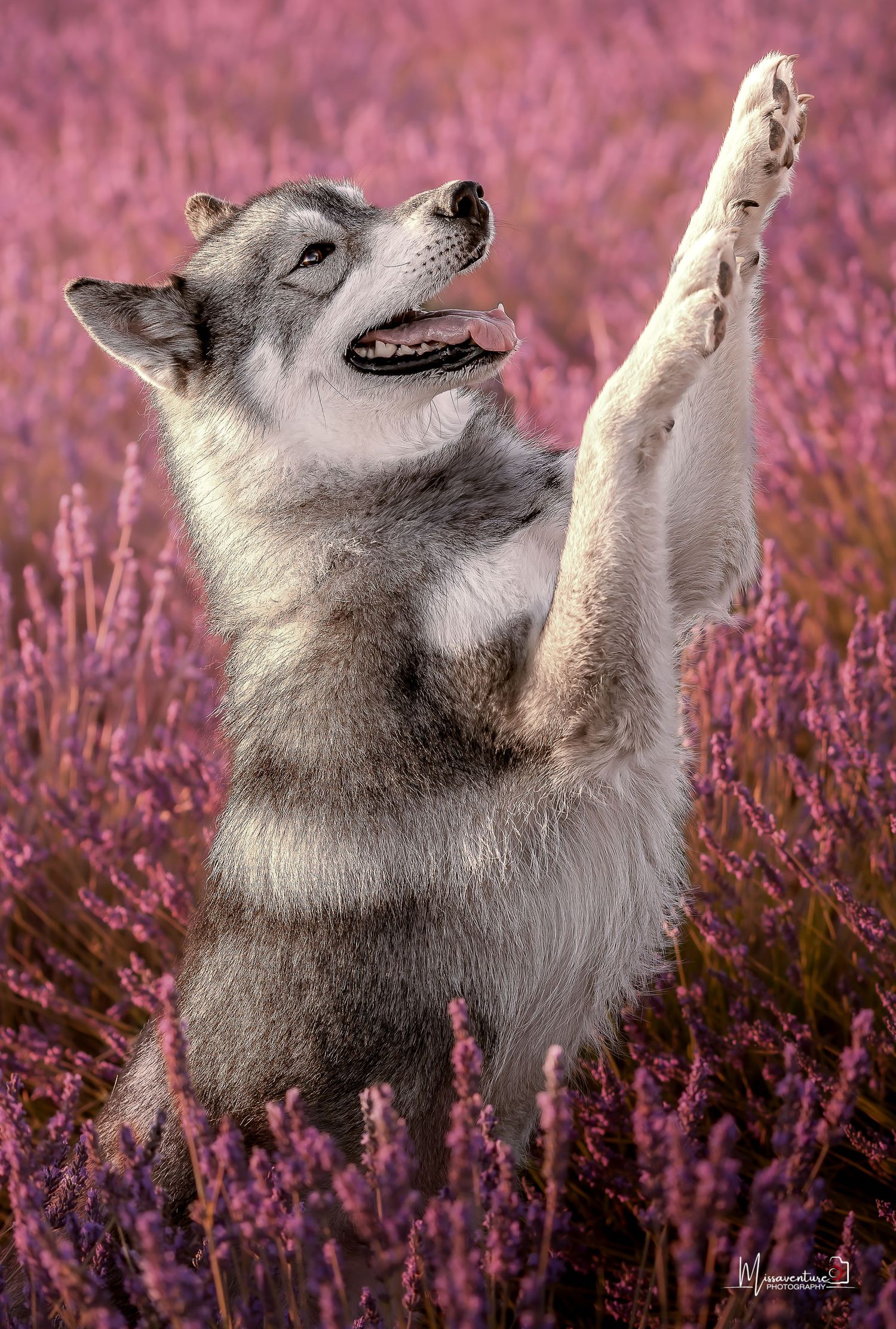 PHOTOGRAPHE DANS LE VAR (83) FORCALQUEIRET (photographe pour chiens, chats)