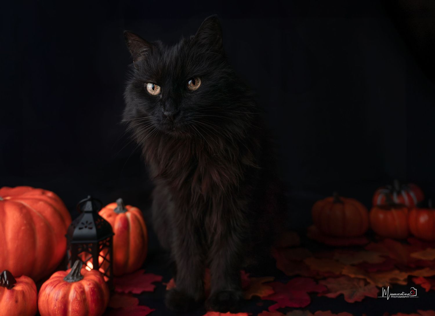 PHOTOGRAPHE DANS LE VAR (83) FORCALQUEIRET (chiens et chats)
Photo studio thème halloween, chat noir et ambiance citrouilles, et lanterne