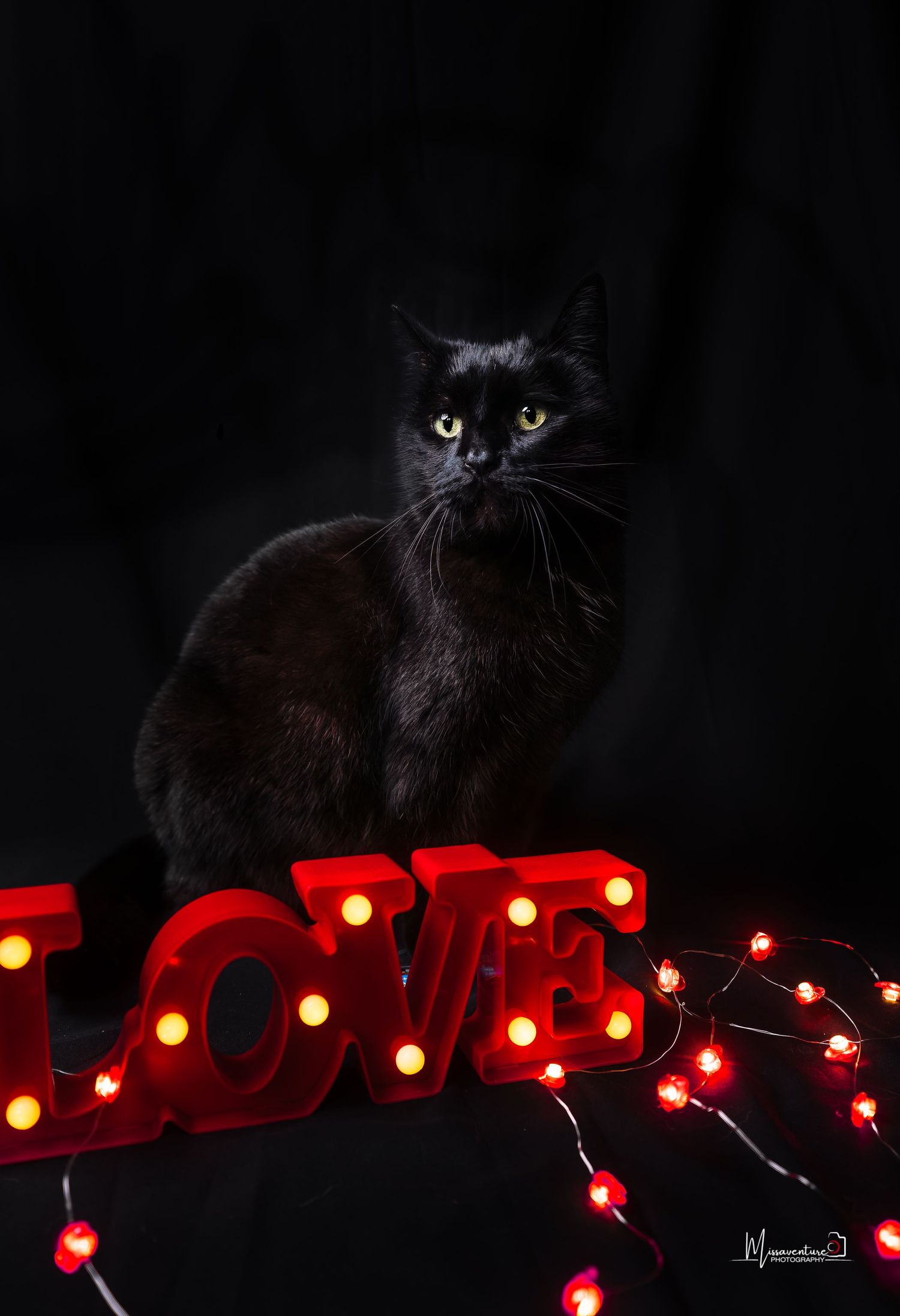 PHOTOGRAPHE DANS LE VAR (83) FORCALQUEIRET (photographe chat) Shooting studio chat thème saint valentin fond noir et enseigne love rouge