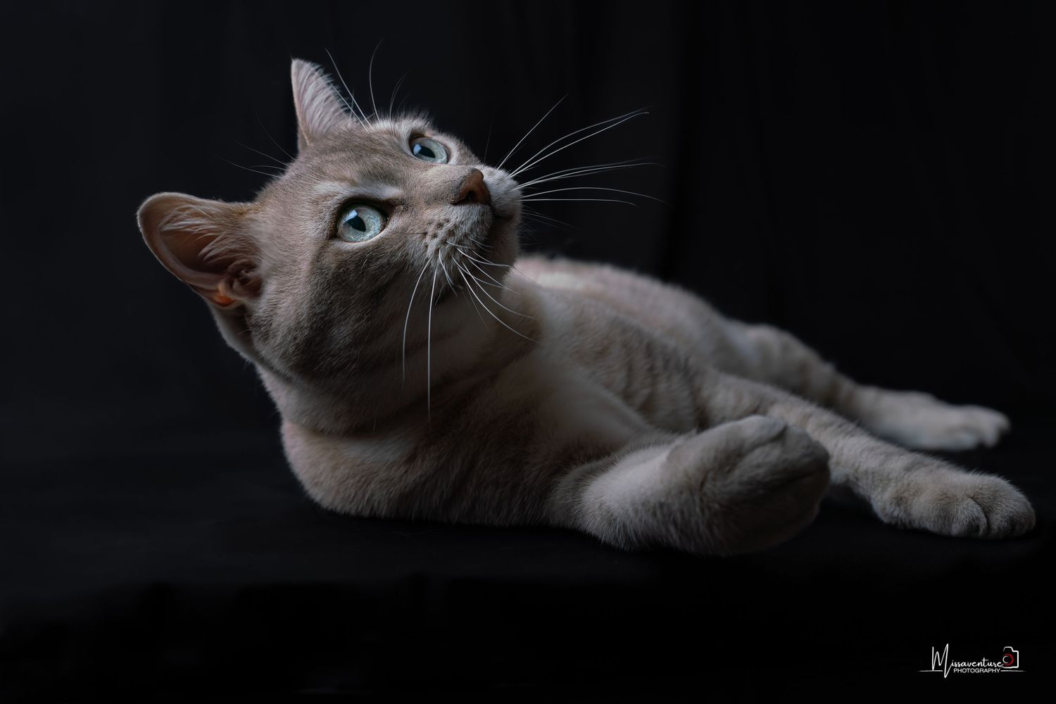 PHOTOGRAPHE DANS LE VAR (83) FORCALQUEIRET (photographe pour chiens et chats).
chat aux yeux bleus profond, photo studio fond noir