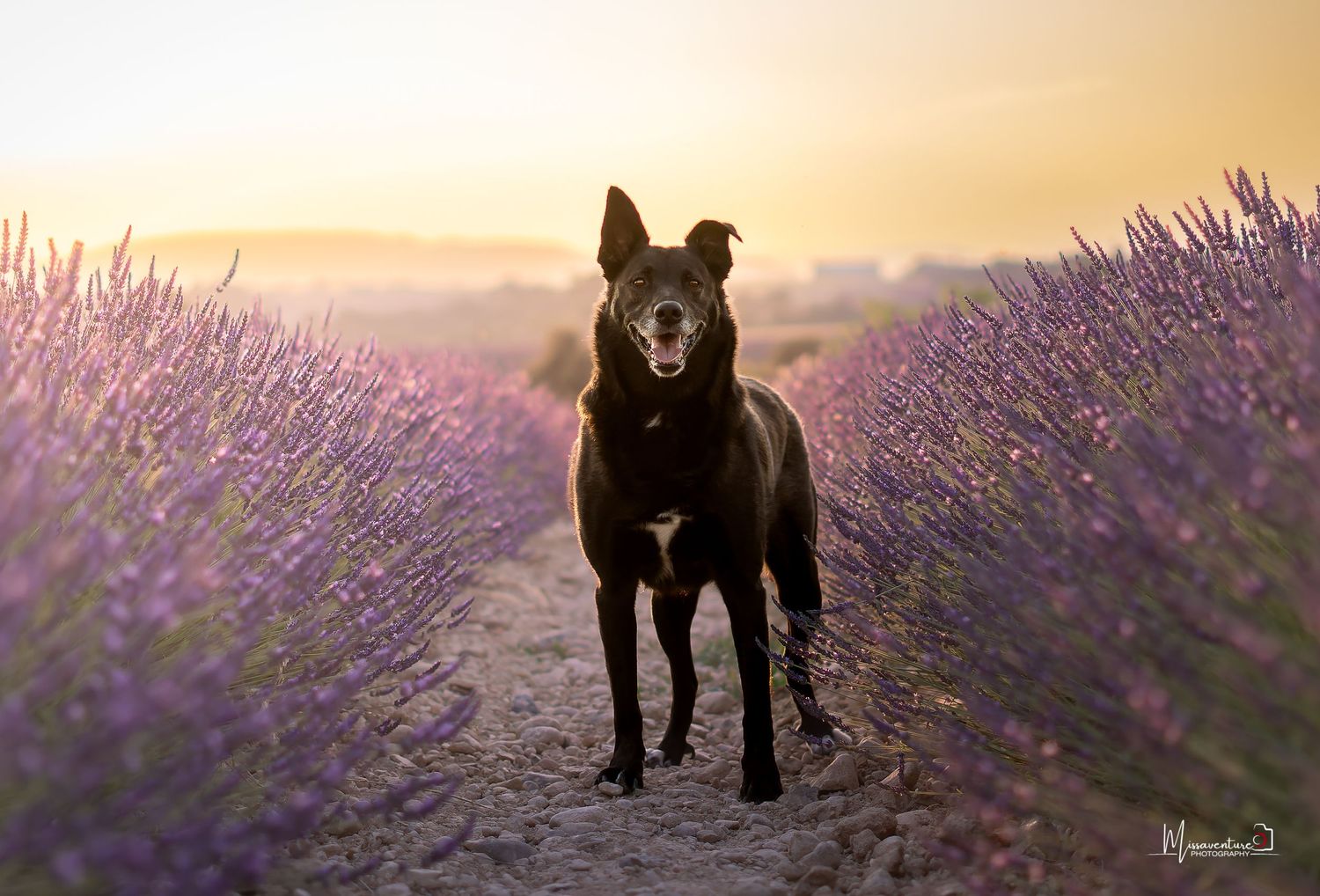 PHOTOGRAPHE CHIEN, CHAT & PORTRAIT dans le Var (83).
Un malinois noir debout, au coucher de soleil dans les champs de lavande de Valensole