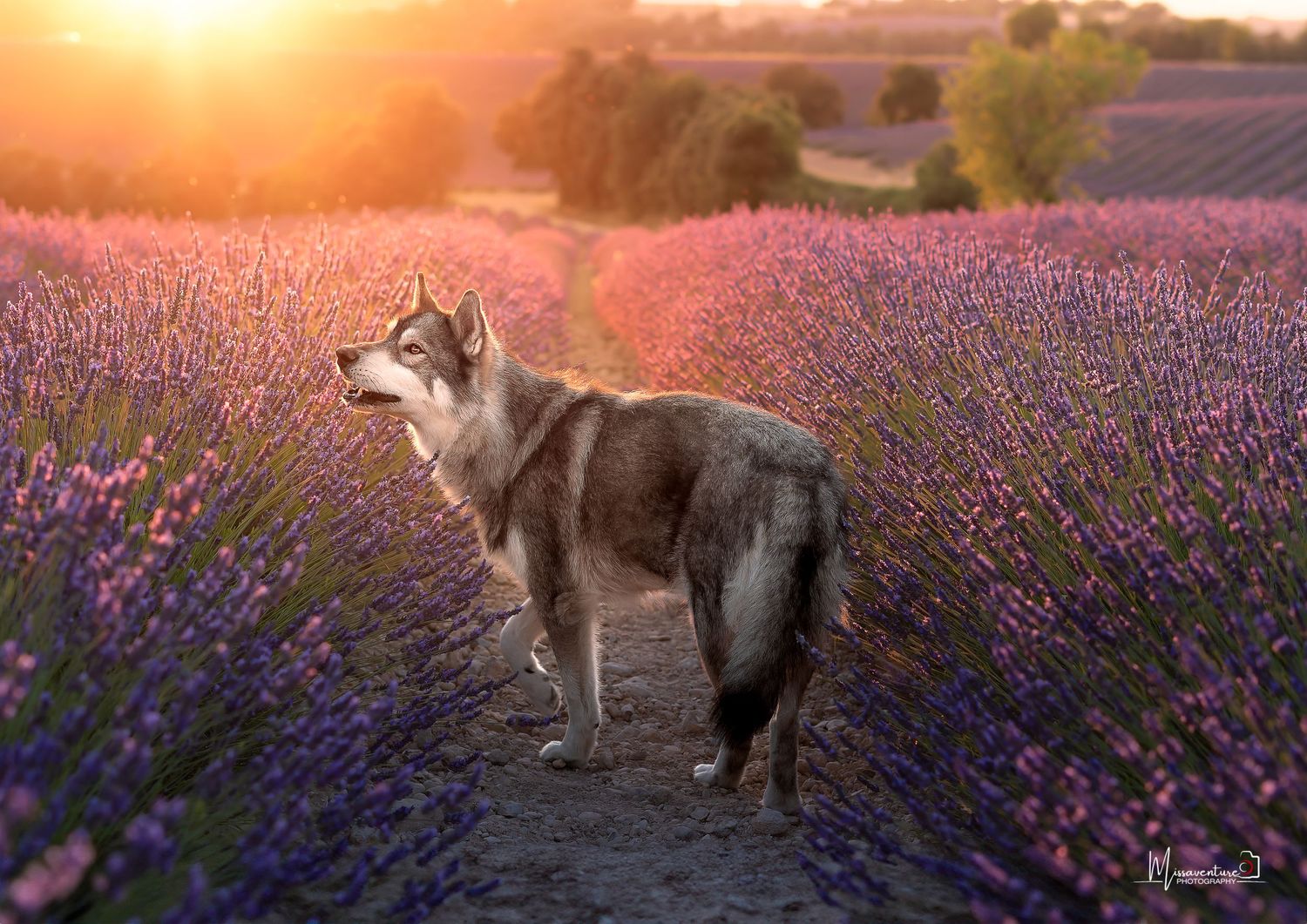 PHOTOGRAPHE DANS LE VAR (83) FORCALQUEIRET (photographe pour chiens, chats)