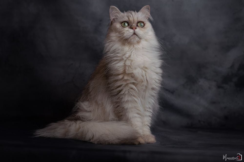 PHOTOGRAPHE DANS LE VAR (83) FORCALQUEIRET (photographe chats) Shooting studio à domicile, chat