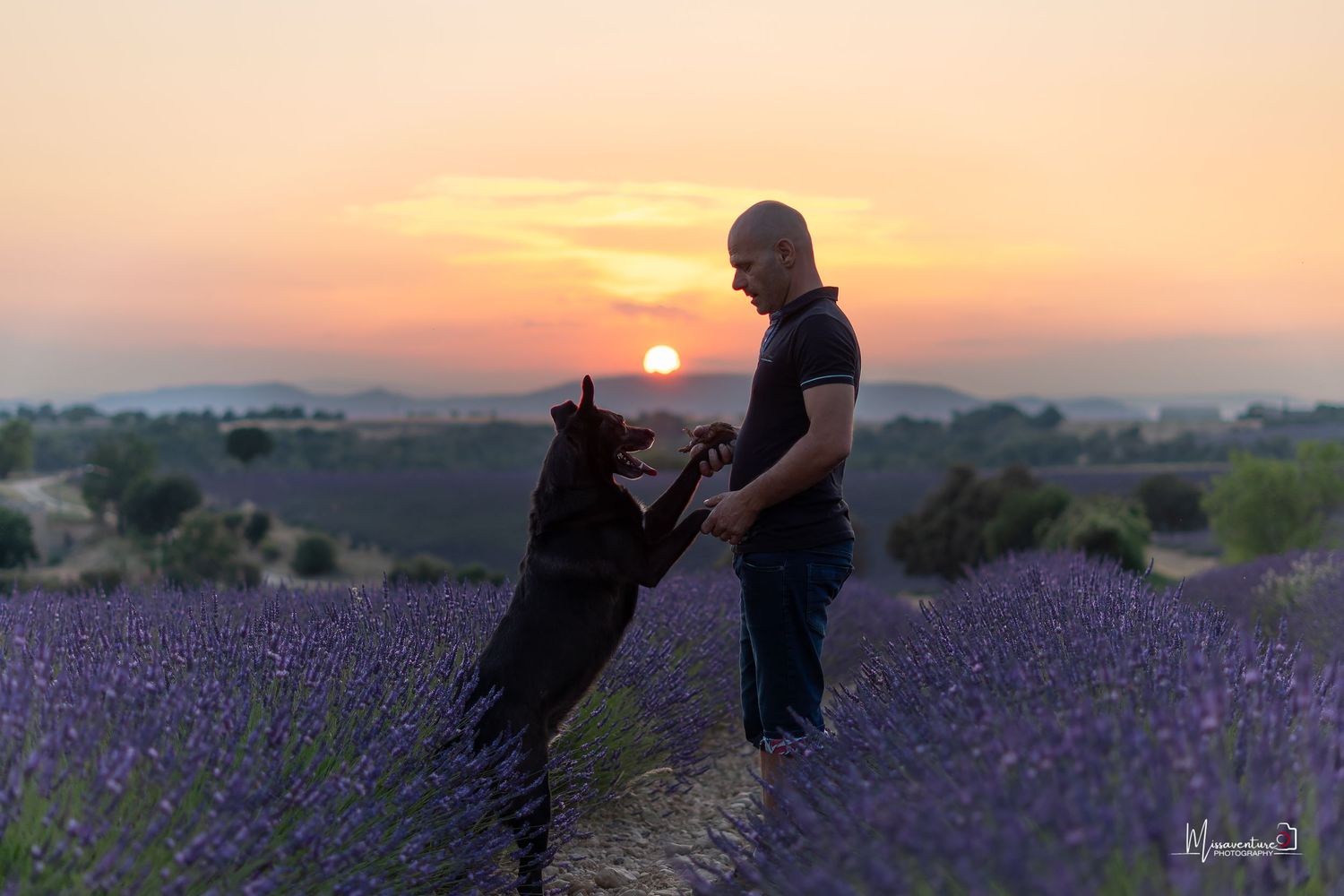 PHOTOGRAPHE CHIEN, CHAT & PORTRAIT dans le Var (83).
malinois et son maitre au coucher de soleil dans les champs de lavande de Valensole