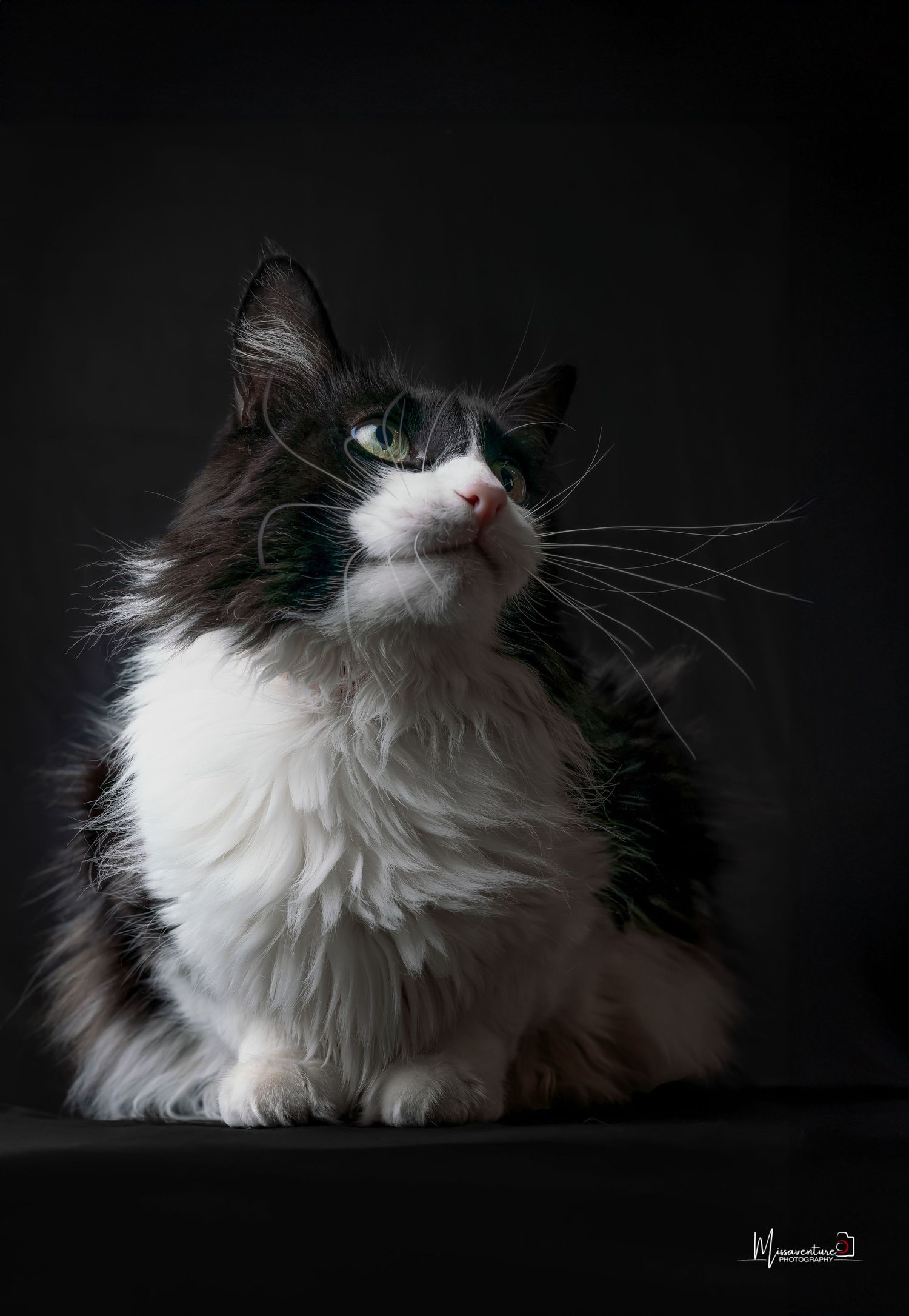 PHOTOGRAPHE DANS LE VAR (83) FORCALQUEIRET (photographe pour chiens et chats)
chat noir et blanc fond noir photo studio format vertical