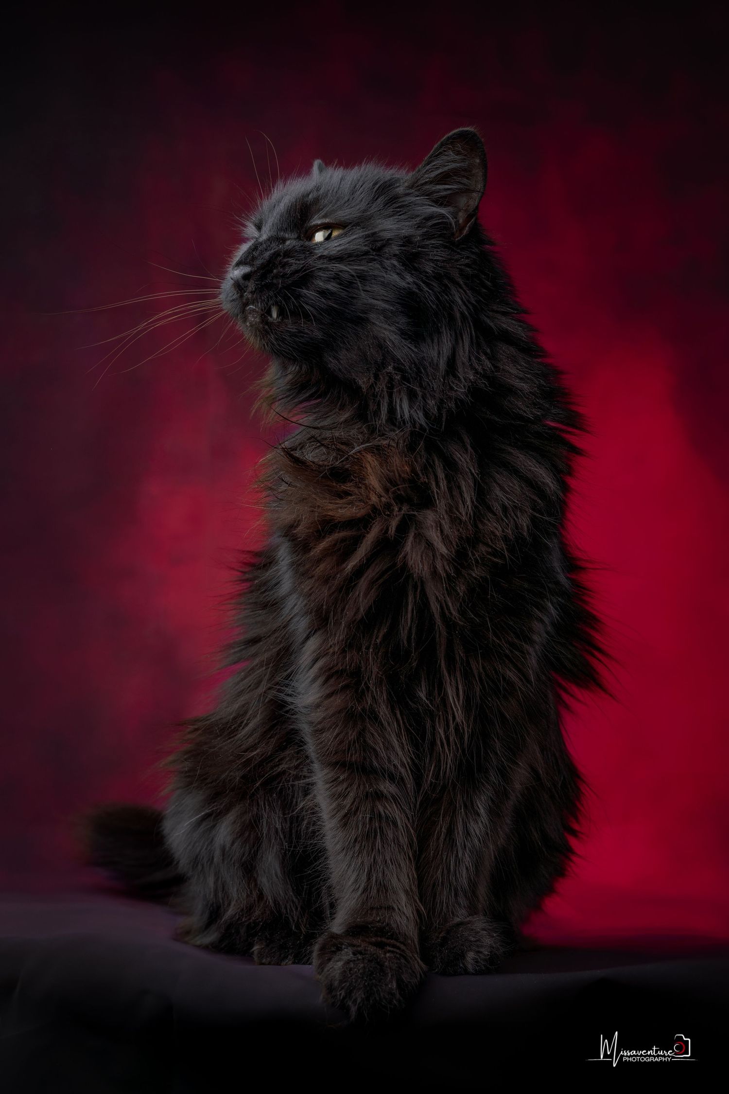 PHOTOGRAPHE CHIEN, CHAT & PORTRAIT dans le Var (83).FORCALQUEIRET
Chatte noire angora expressive photo studio sur fond rouge,  vertical