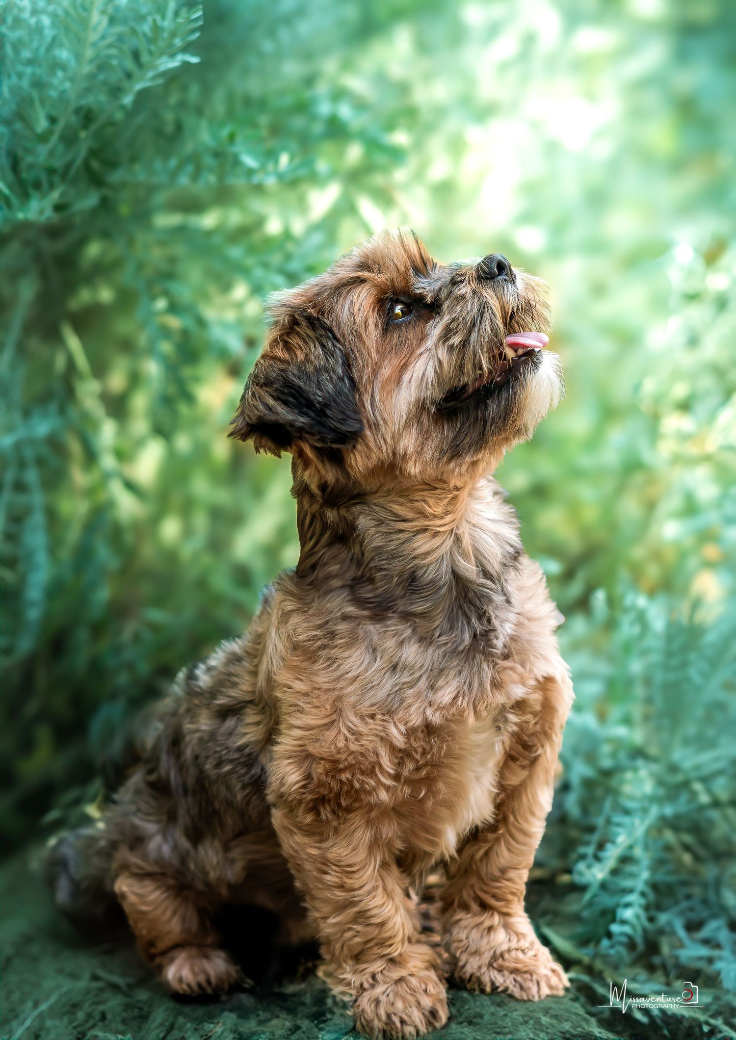 PHOTOGRAPHE DANS LE VAR (83) FORCALQUEIRET (chiens et chats)
petit chien assis entouré de verdure, photo chien extérieur, format vertical