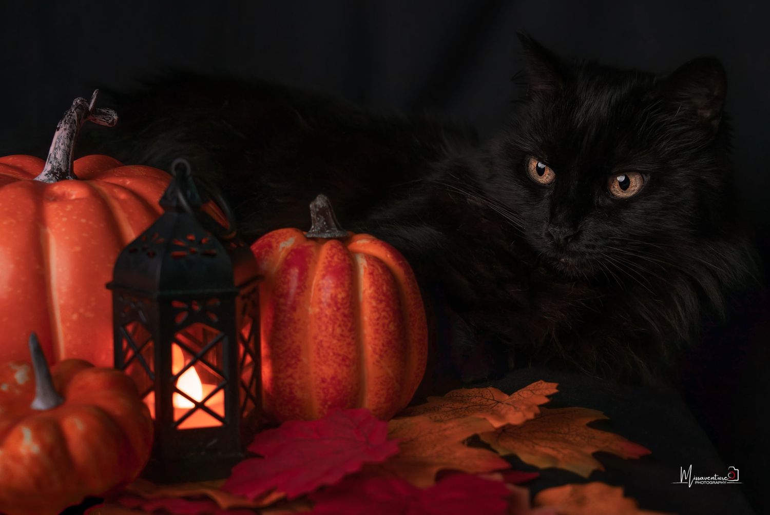 PHOTOGRAPHE DANS LE VAR (83) FORCALQUEIRET (chiens et chats)
Photo studio thème halloween, chat noir et ambiance citrouille, et lanterne