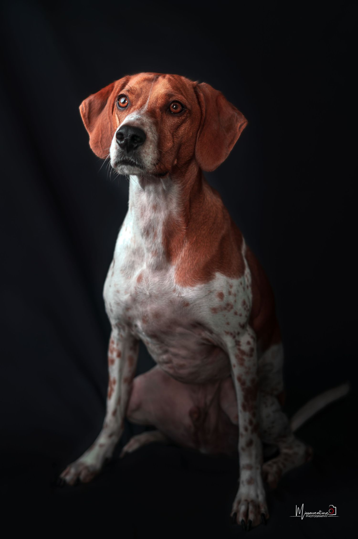 PHOTOGRAPHE DANS LE VAR (83) FORCALQUEIRET (photographe pour chiens et chats).
Chien sur fond noir, studio