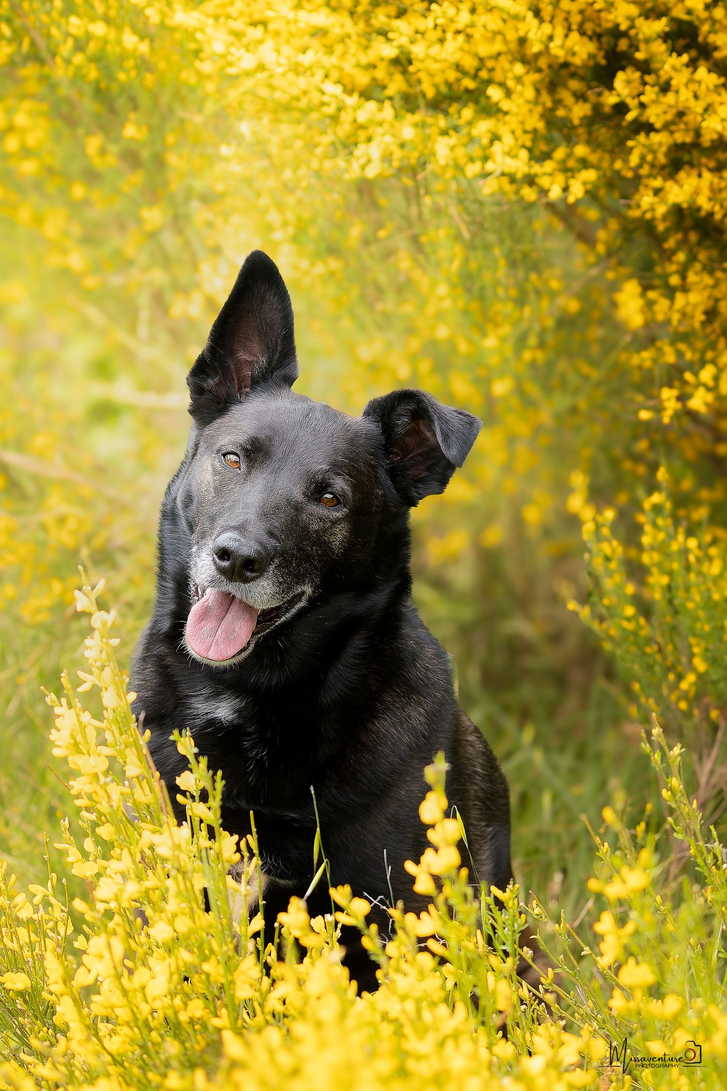 PHOTOGRAPHE DANS LE VAR (83) FORCALQUEIRET (photographe pour chiens, chats)