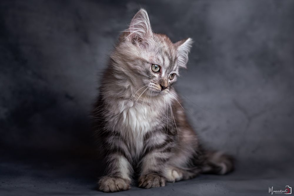 PHOTOGRAPHE DANS LE VAR (83) FORCALQUEIRET (photographe chats) Shooting studio à domicile, chat