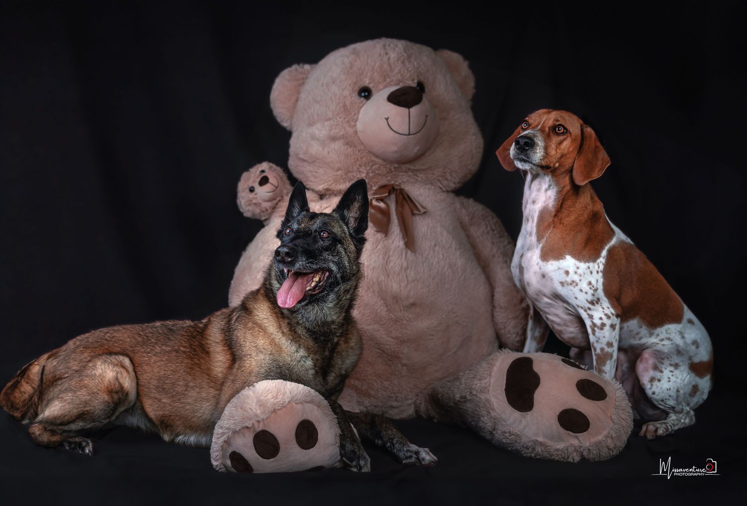PHOTOGRAPHE DANS LE VAR (83) FORCALQUEIRET (photographe pour chiens et chats).
deux chiens avec un gros nounours, shoot studio