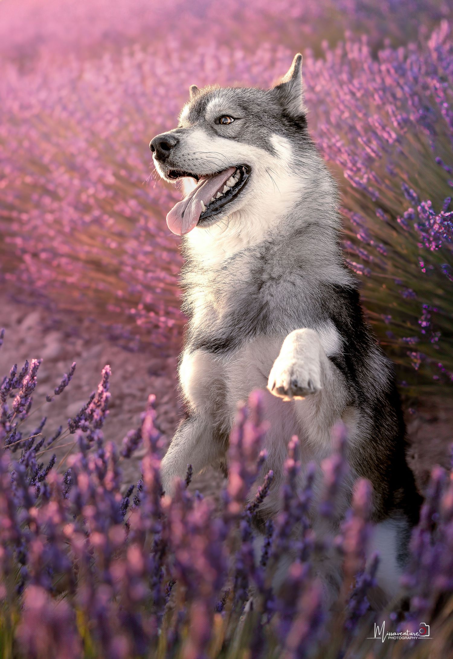 PHOTOGRAPHE DANS LE VAR (83) FORCALQUEIRET (photographe pour chiens, chats)
Husky, coucher de soleil, champs de lavande de Valensole