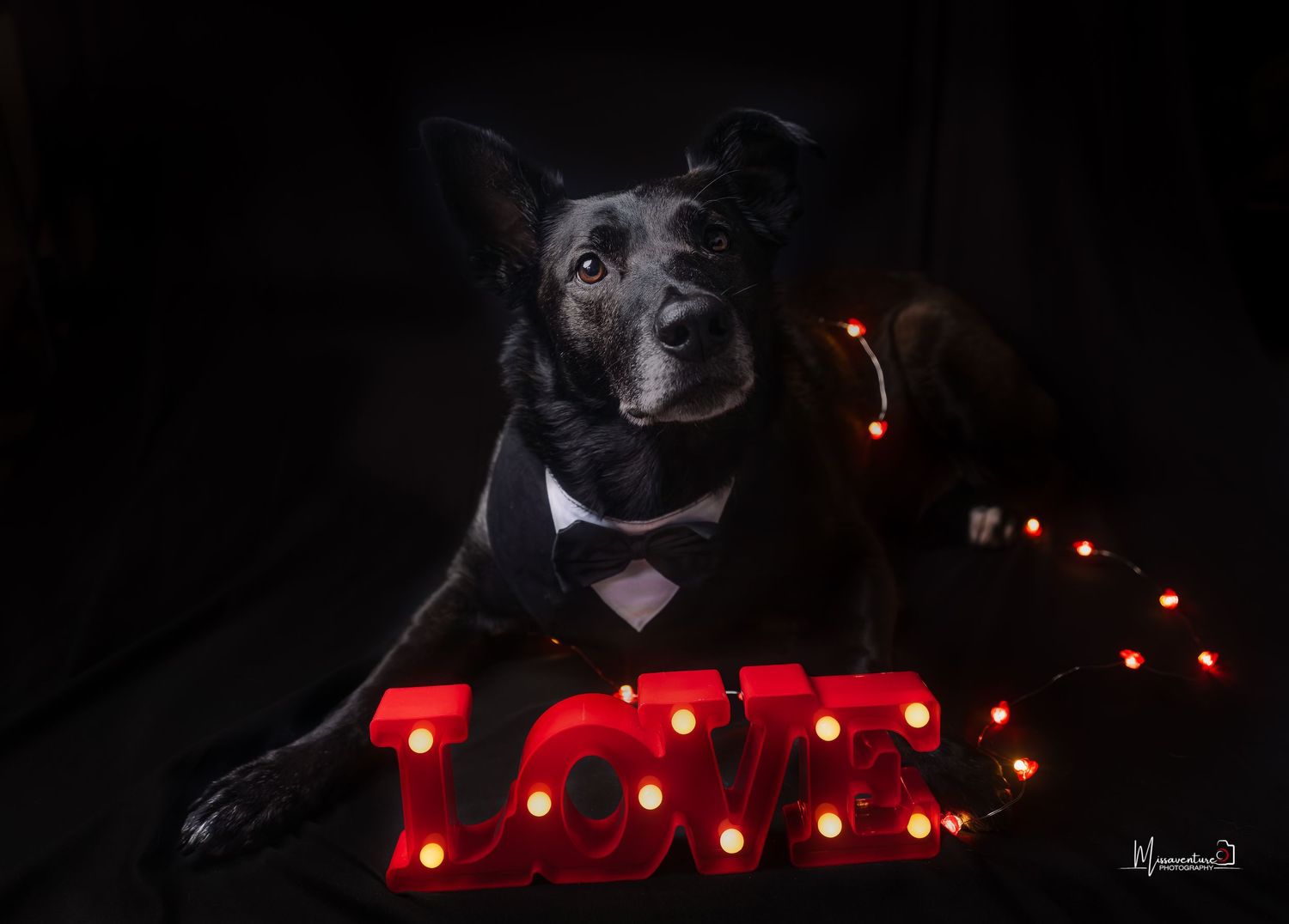 PHOTOGRAPHE DANS LE VAR (83) FORCALQUEIRET (photographe chien) Shooting studio chien thème st valentin