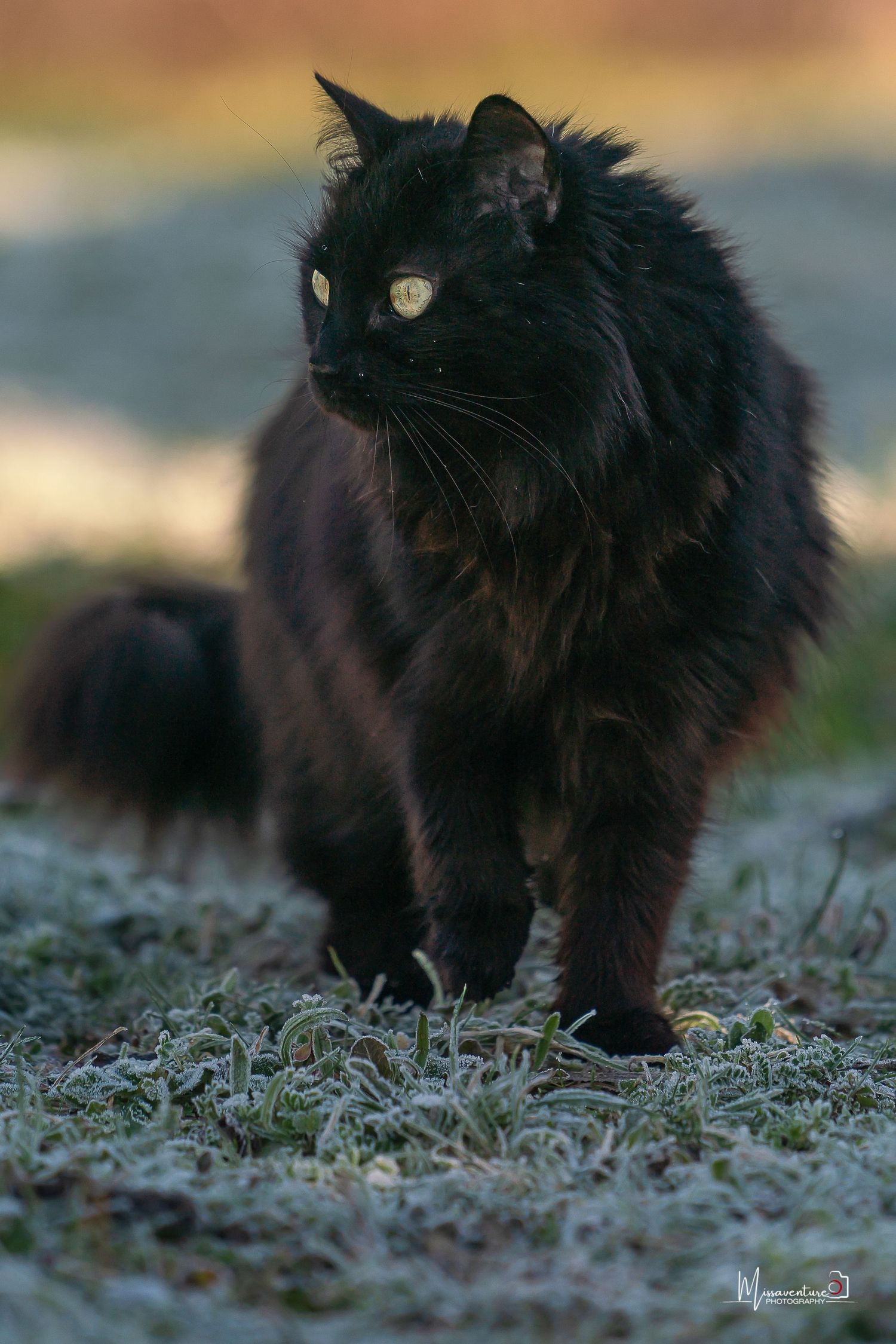 PHOTOGRAPHE DANS LE VAR (83) FORCALQUEIRET (photographe pour chiens, chats)