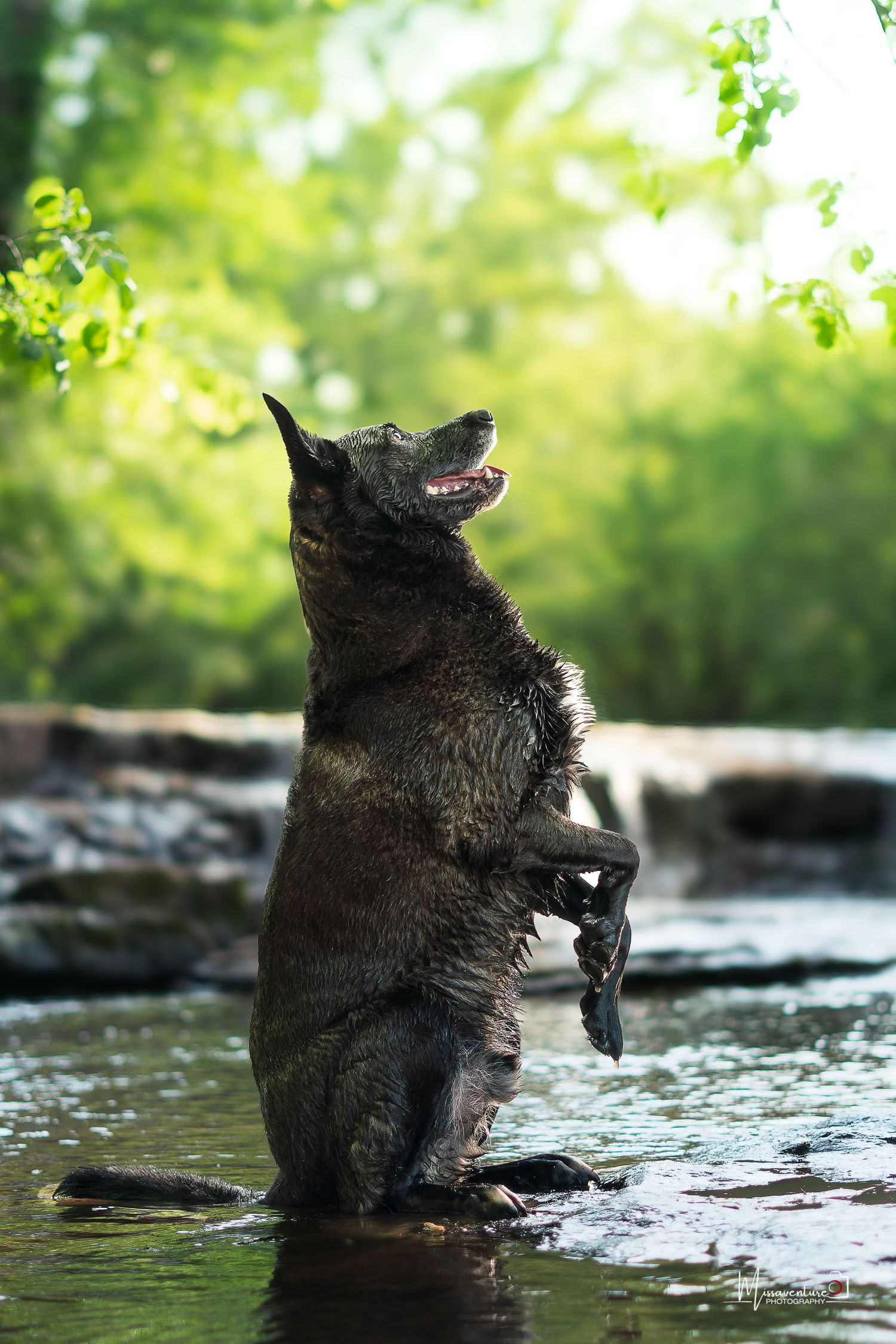 PHOTOGRAPHE DANS LE VAR (83) FORCALQUEIRET (photographe pour chiens, chats)