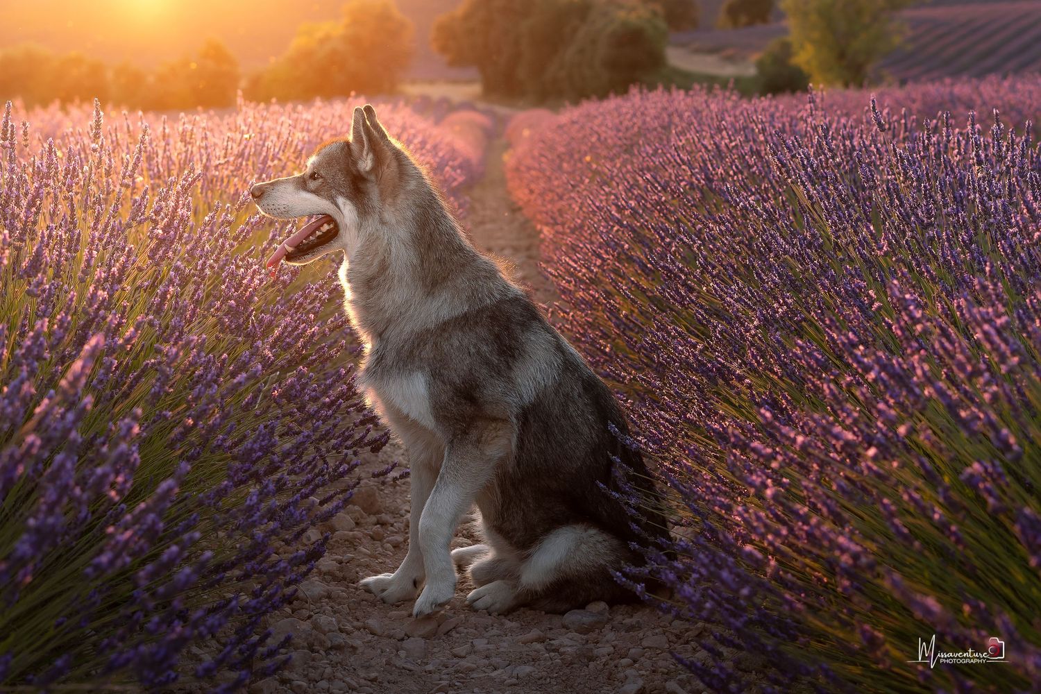 PHOTOGRAPHE DANS LE VAR (83) FORCALQUEIRET (photographe pour chiens, chats)
Husky, au coucher de soleil, champs de lavande de Valensole