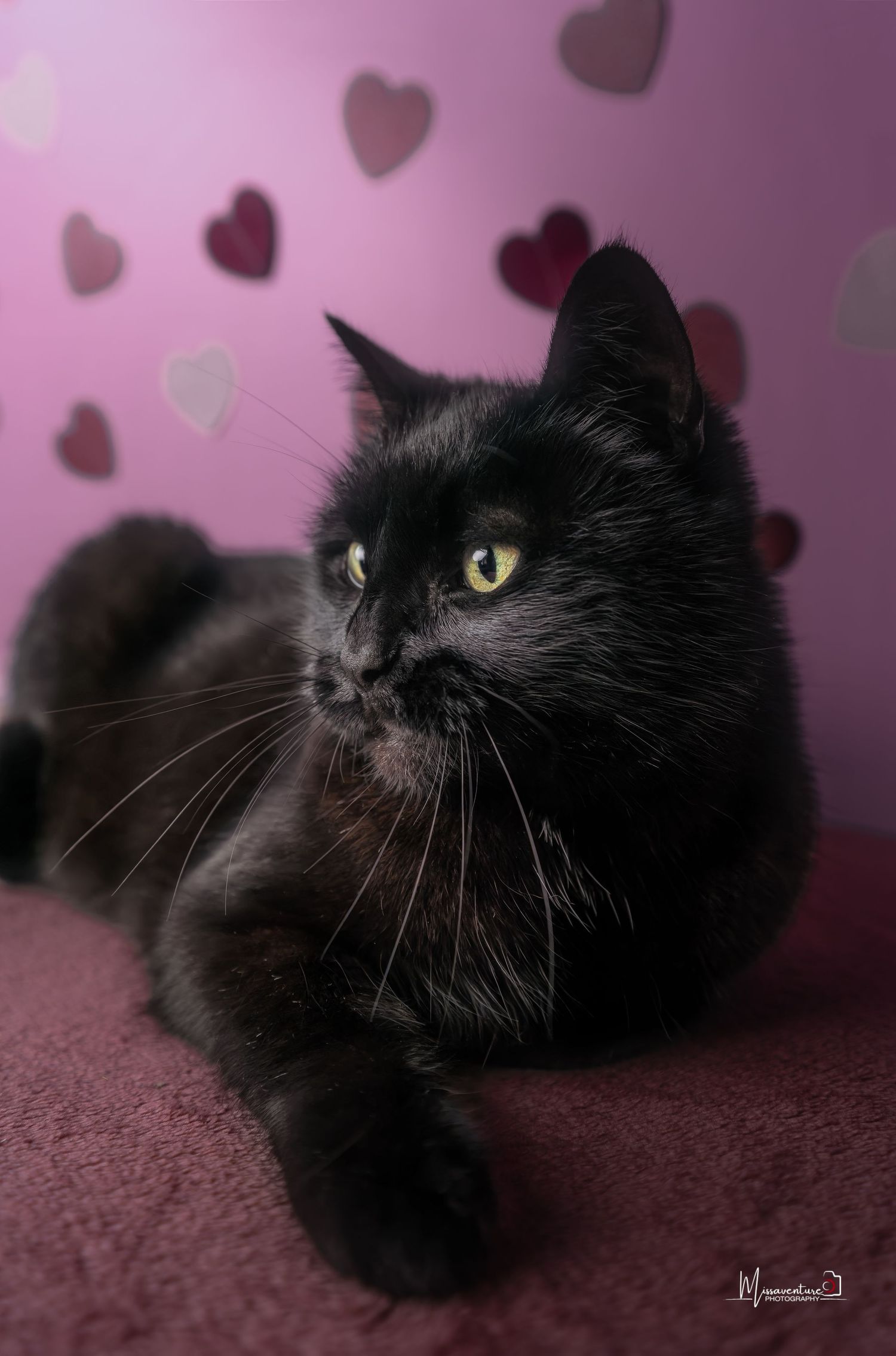 PHOTOGRAPHE DANS LE VAR (83) FORCALQUEIRET (photographe chat) Shooting studio chat thème saint valentin fond rose et coeur