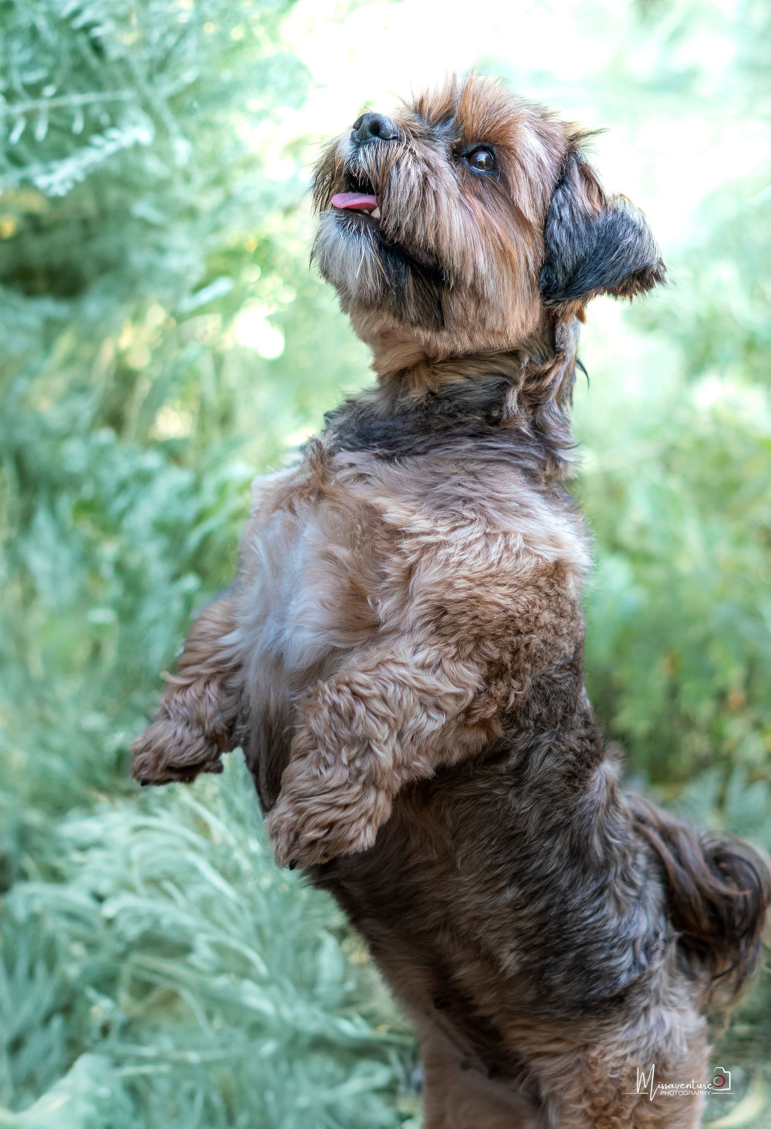 PHOTOGRAPHE DANS LE VAR (83) FORCALQUEIRET (chiens et chats)
petit chien debout, entouré de verdure, photo chien extérieur, format vertical