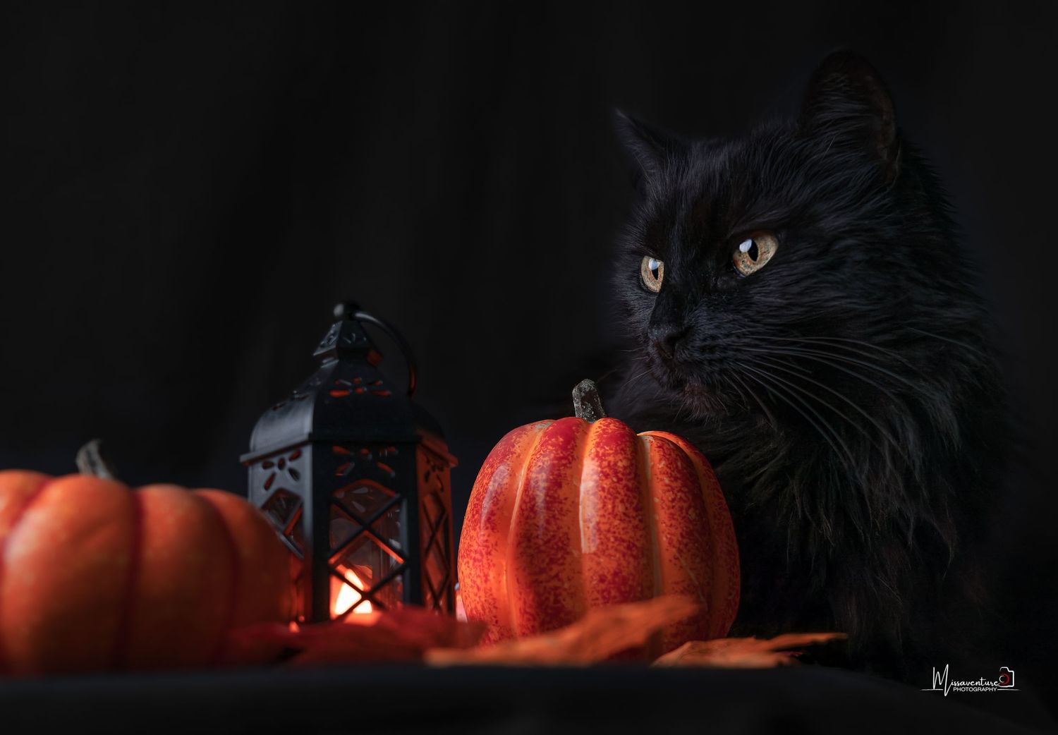 PHOTOGRAPHE DANS LE VAR (83) FORCALQUEIRET (chiens et chats)
Photo studio thème halloween, chat noir et ambiance citrouille, et lanterne