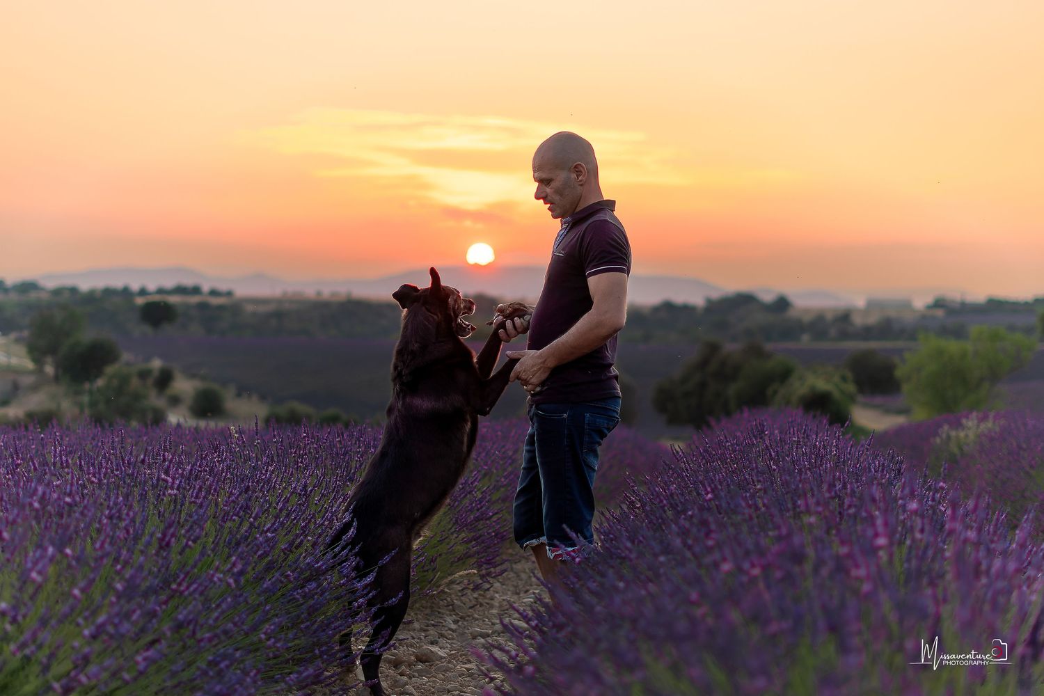 PHOTOGRAPHE CHIEN, CHAT & PORTRAIT dans le Var (83).
Malinois et son maitre, au coucher de soleil dans les champs de lavande de Valensole