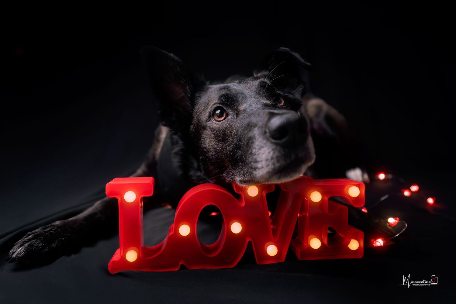PHOTOGRAPHE DANS LE VAR (83) FORCALQUEIRET (photographe chien) Shooting studio chien thème saint valentin fond noir et enseigne love rouge