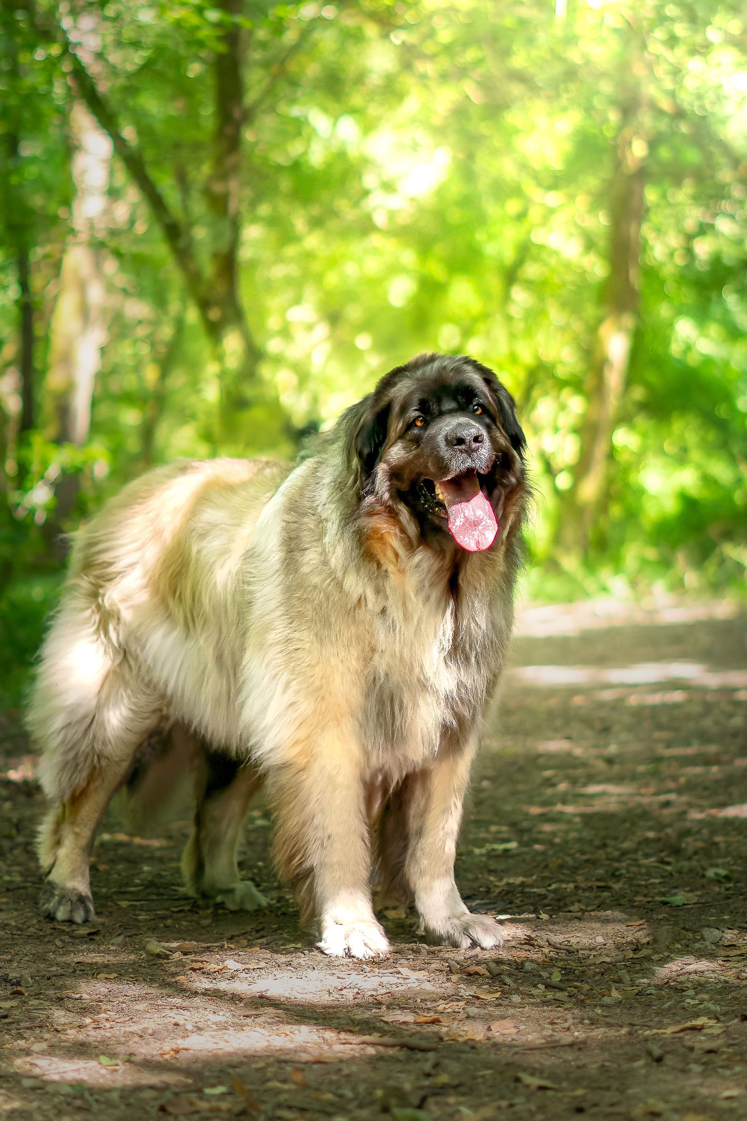PHOTOGRAPHE DANS LE VAR (83) FORCALQUEIRET (photographe pour chiens, chats)
leonberg dans une foret dorée à l'ambiance féerique