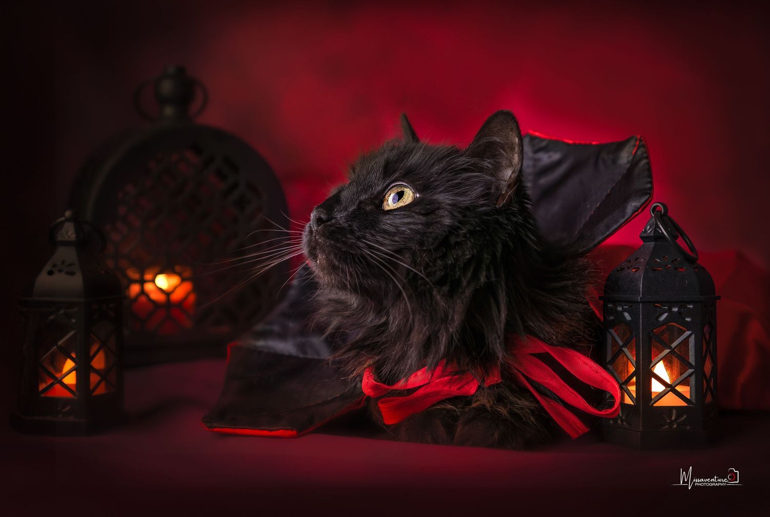 PHOTOGRAPHE DANS LE VAR (83) FORCALQUEIRET (chiens et ch
Photo studio thème halloween, chat noir sur fond rouge cape de vampire et lanternes