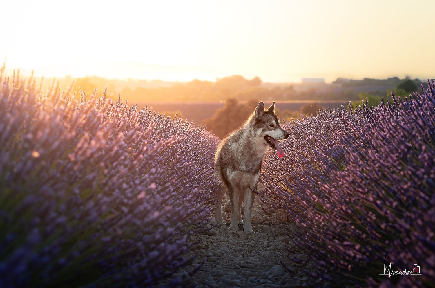 PHOTOGRAPHE DANS LE VAR (83) FORCALQUEIRET (photographe pour chiens, chats)
Husky, coucher de soleil, champs de lavande de Valensole