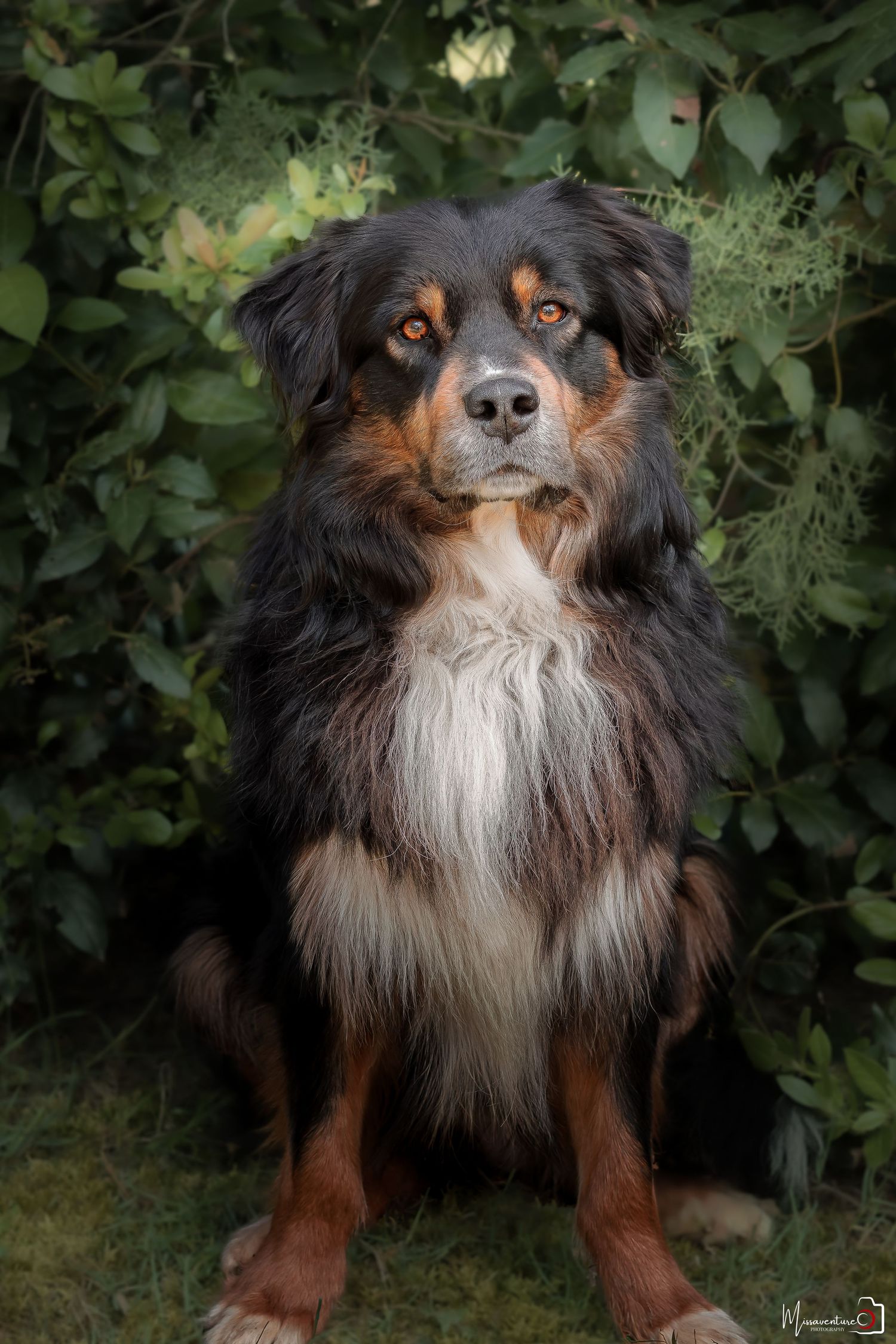PHOTOGRAPHE DANS LE VAR (83) FORCALQUEIRET (Portraits, chiens & chats, paysages) .missaventure.photography.
Shooting chien à domicile