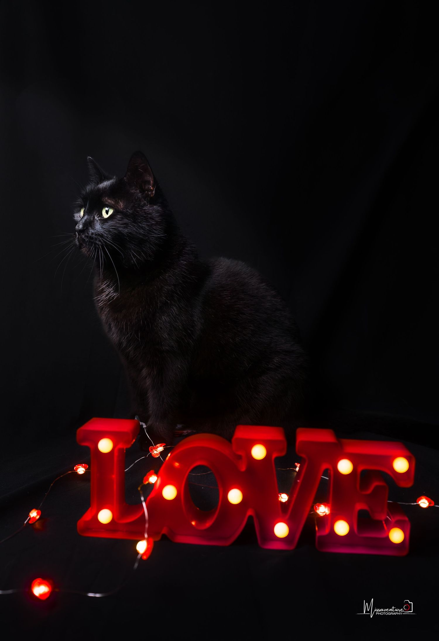 PHOTOGRAPHE DANS LE VAR (83) FORCALQUEIRET (photographe chat) Shooting studio chat thème saint valentin fond noir et enseigne love rouge