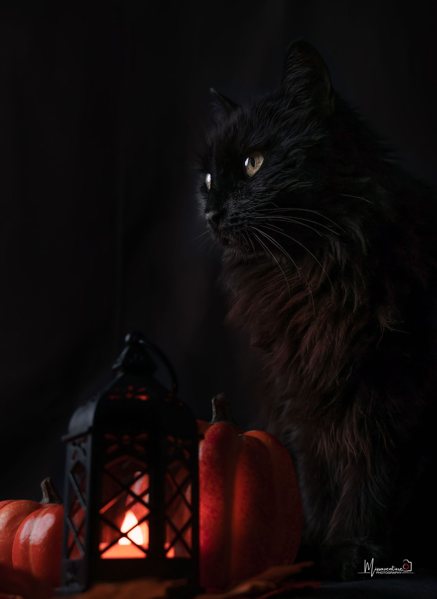PHOTOGRAPHE DANS LE VAR (83) FORCALQUEIRET (chiens et chats)
Photo studio thème halloween, chat noir et ambiance citrouille, et lanterne