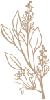Delicate vintage botanical illustration of dried flowers and leaves in a warm sepia tone.