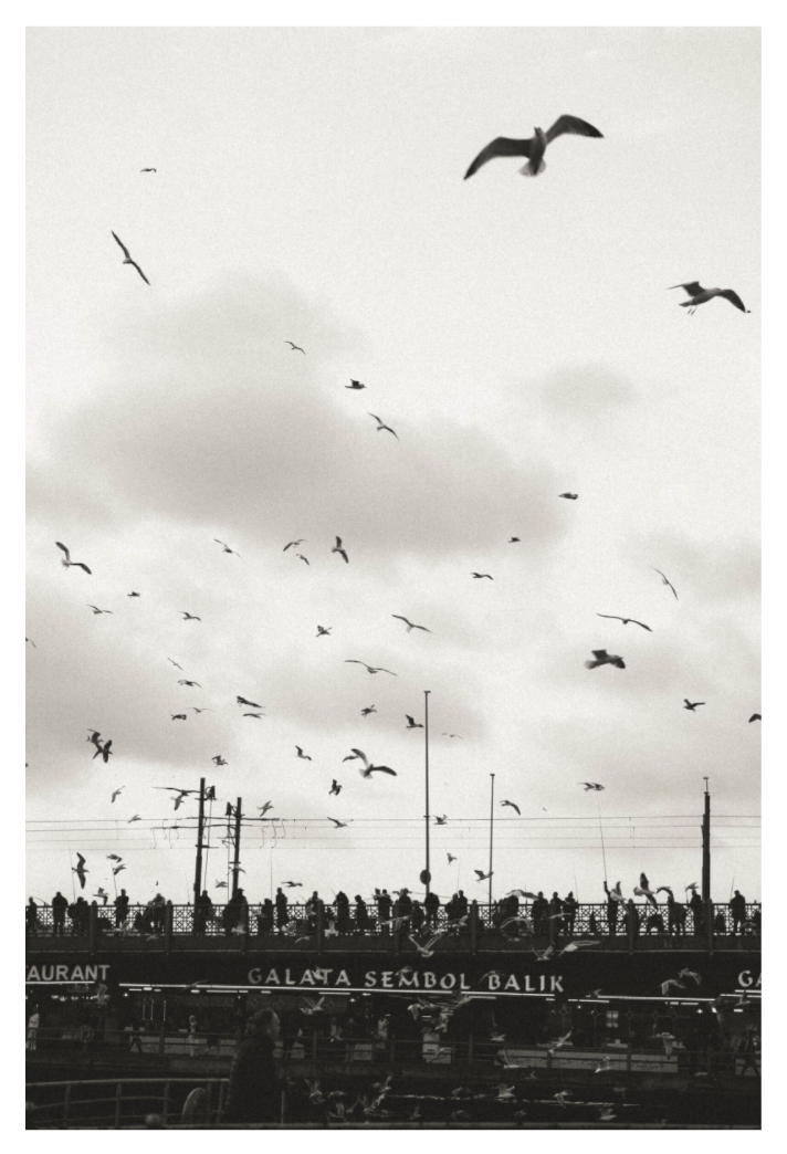 A black and white photograph shows birds flying over a silhouetted cityscape with power lines and buildings below.