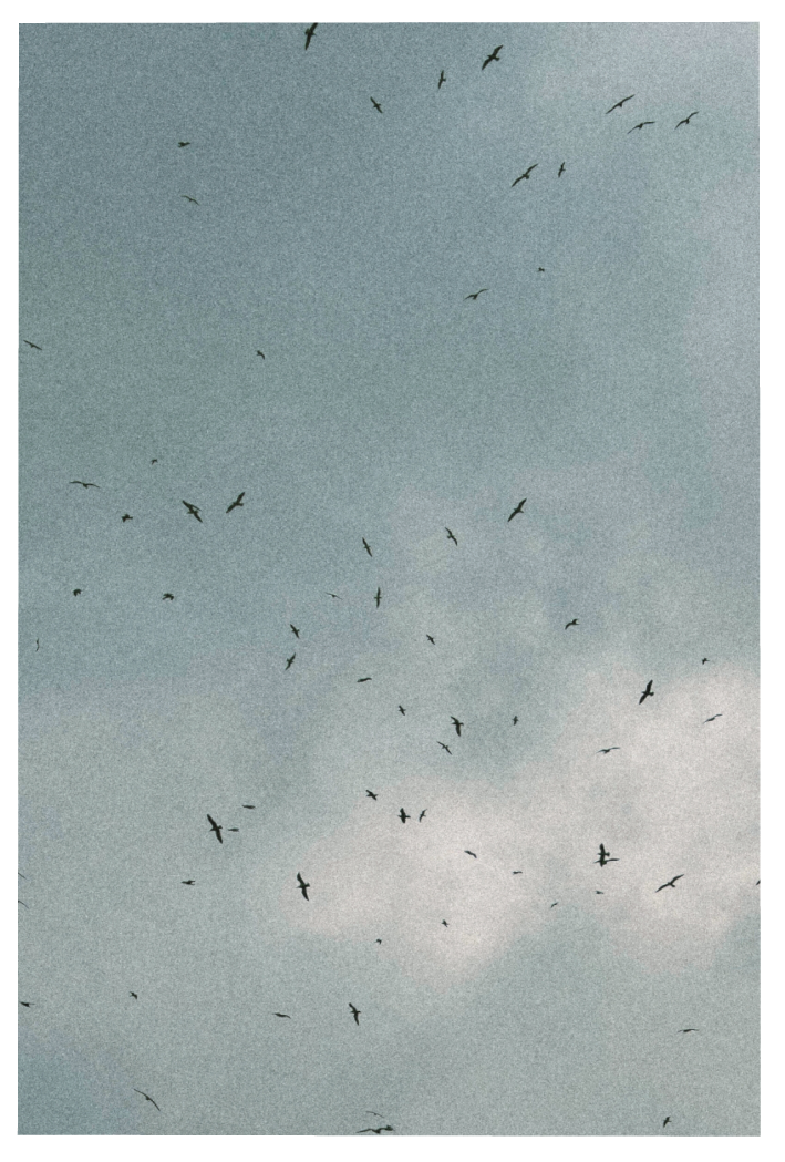 A flock of dark birds soaring against a cloudy gray sky in a moody atmospheric scene.