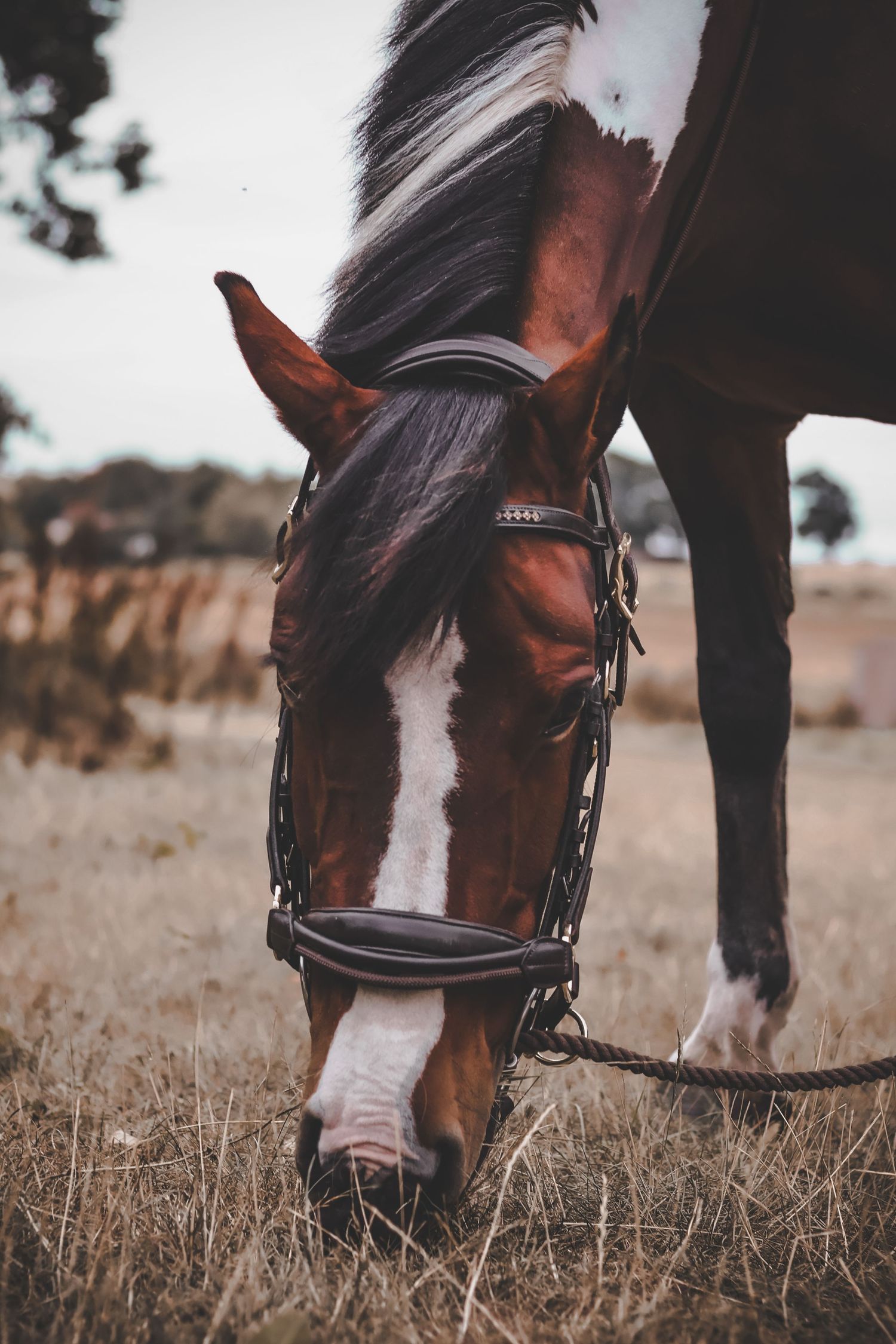 horse