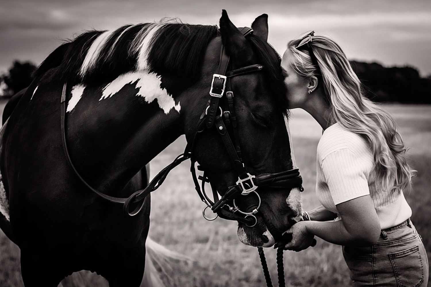 horse portrait