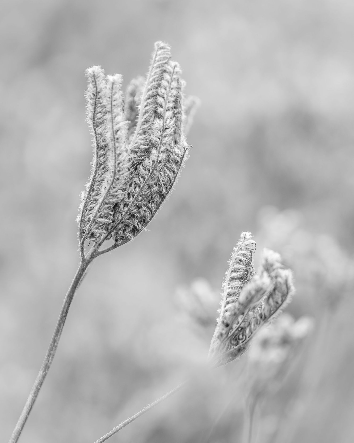 Flower Photography