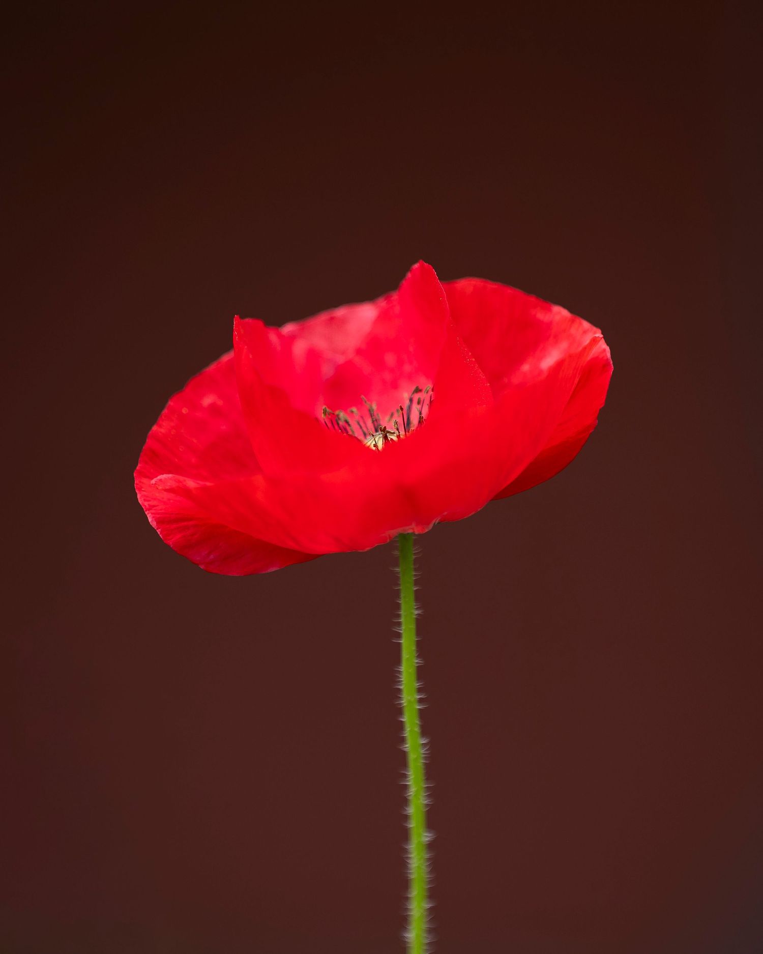 Flower Photography