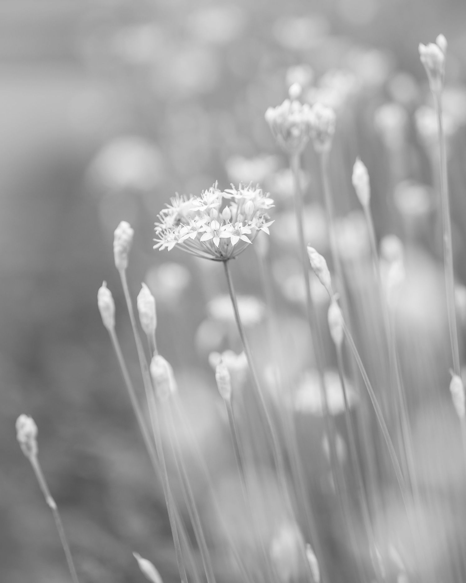 Flower Photography