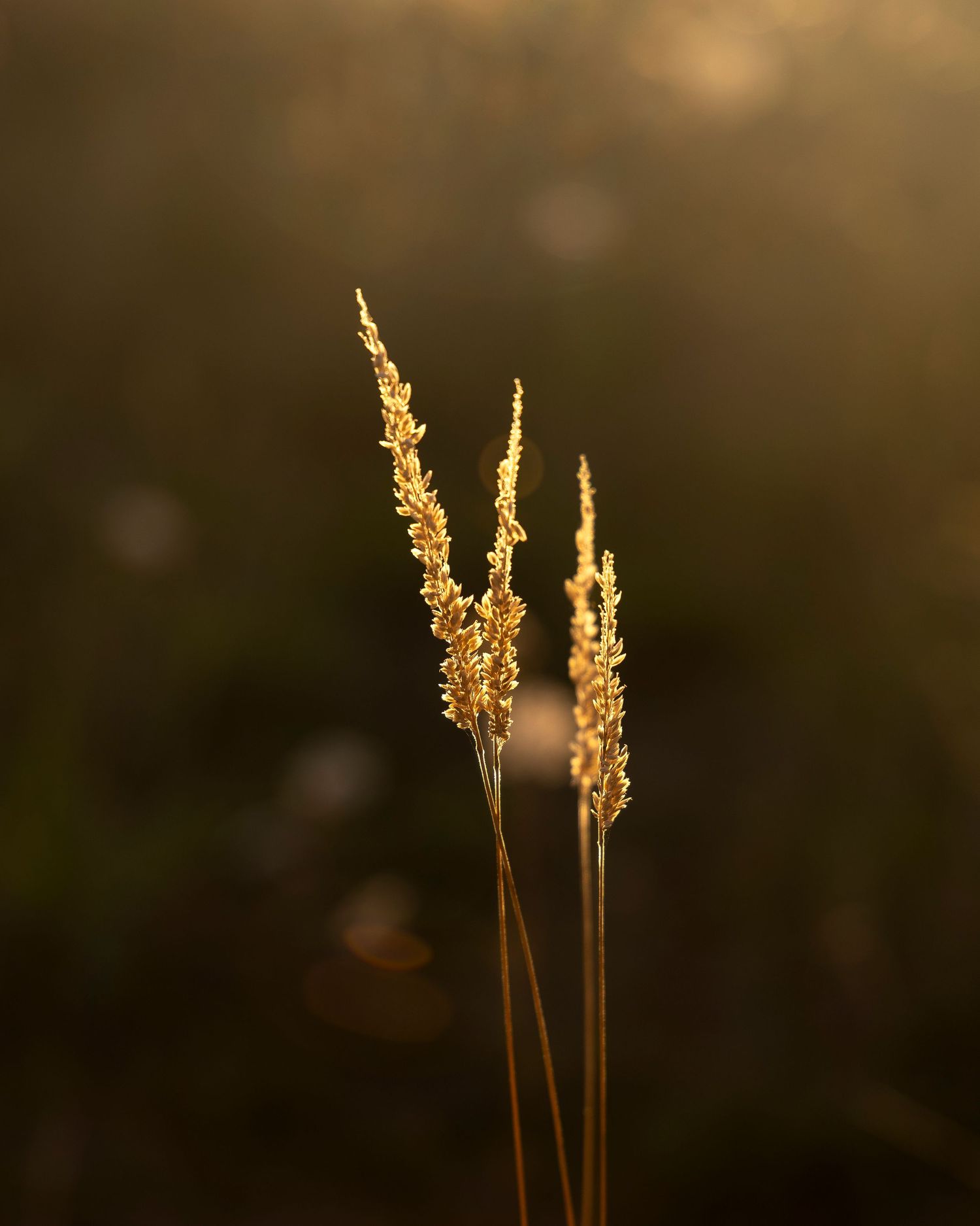 Flower Photography