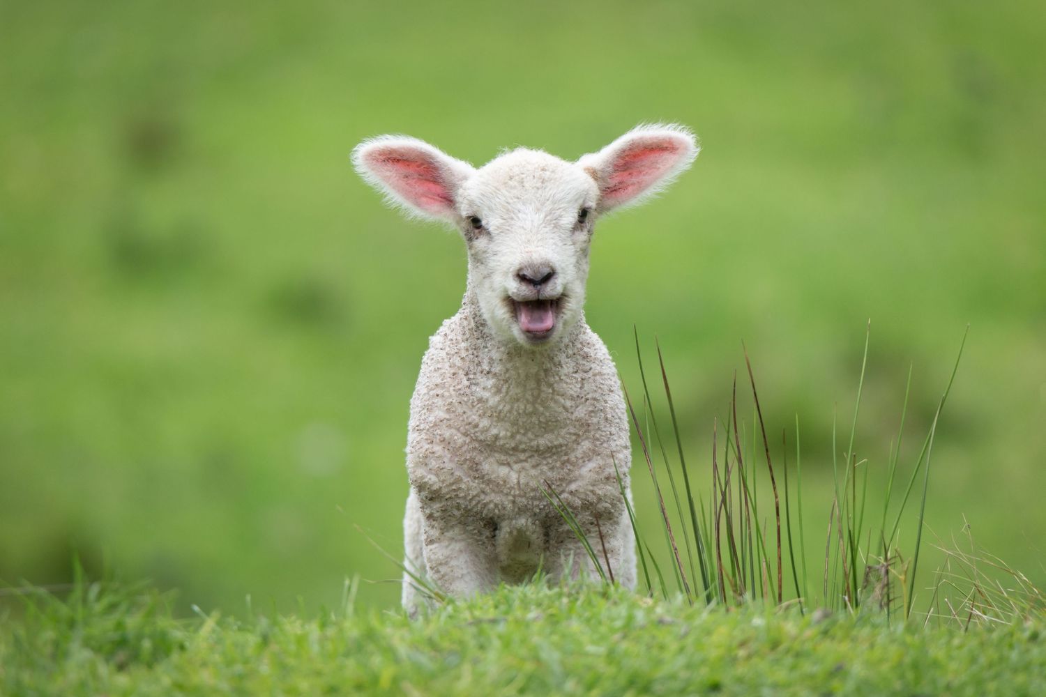 Lambs photography