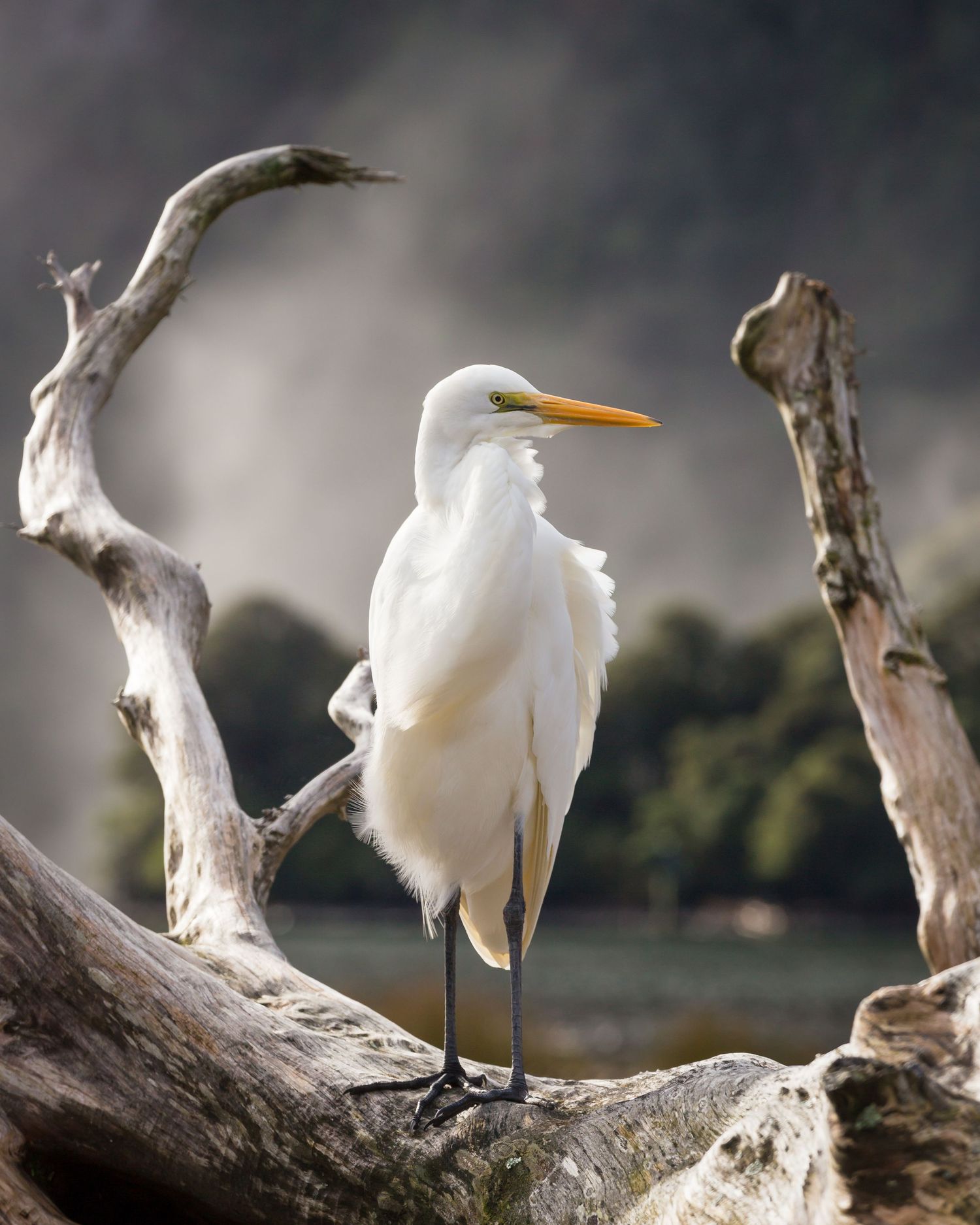 White Heron, Kotuku, Milford Sound