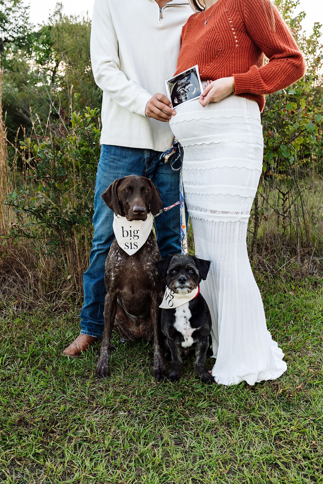 Close-up of Mom and Dad holding an ultrasound pic by Moms belly as their two dogs look at the camera during a Columbia SC Maternity Session.