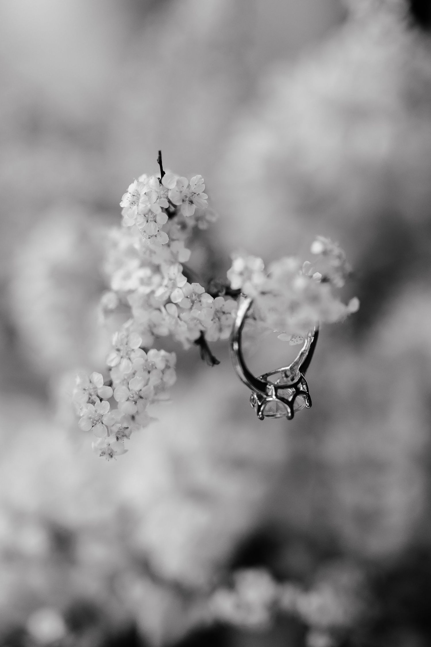 Black and white macro photograph of delicate white cherry blossoms with soft bokeh background.