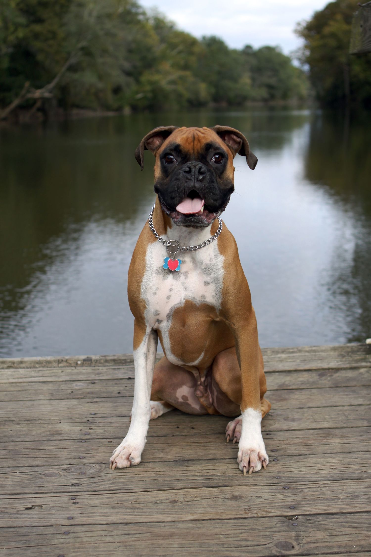 Two boxer dogs sitting on wooden dock by peaceful lake.