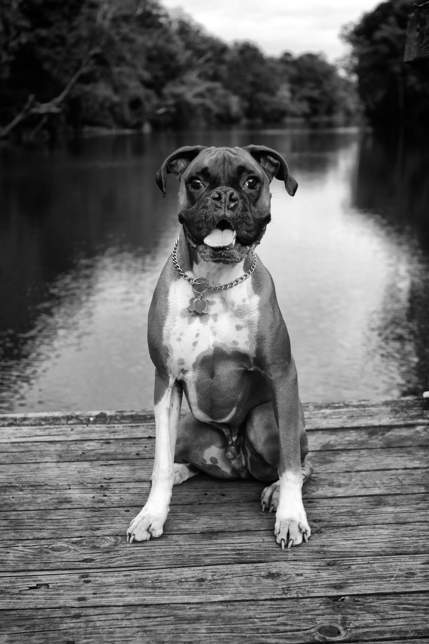 Black and white photo of dog sitting on wooden dock by lake.